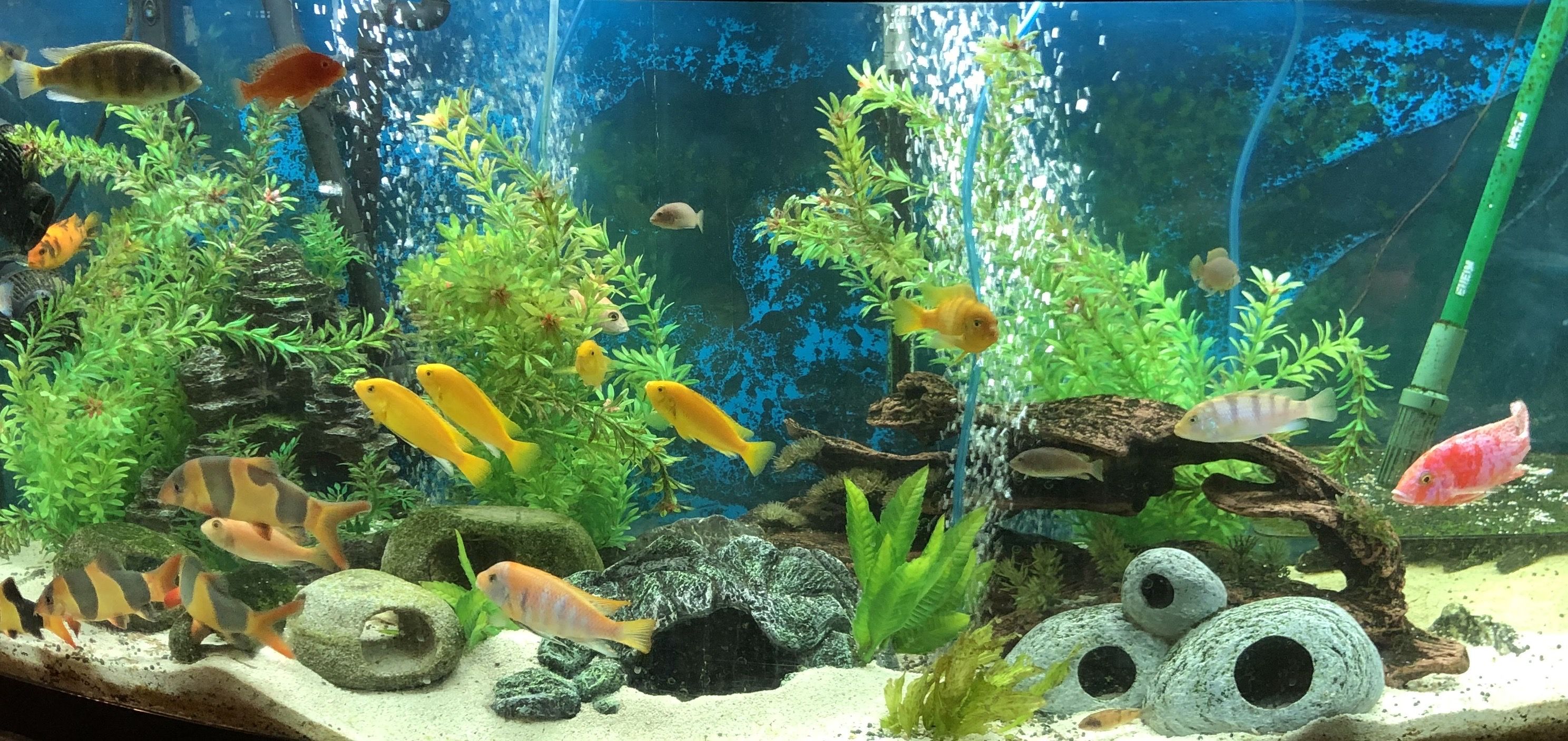 Home Aquariums